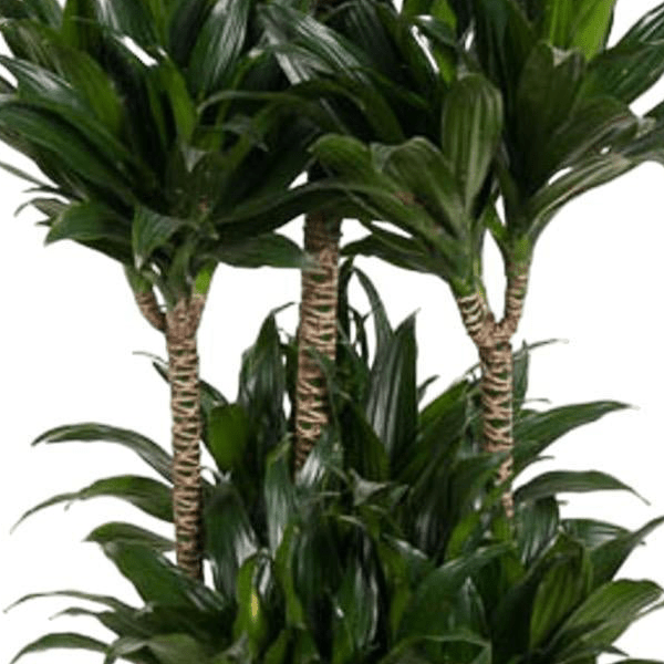 Dracaena Compacta Carrousel 2 - LushLeaf | Online planten bestellen