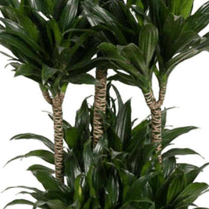 Dracaena Compacta Carrousel 2 - LushLeaf | Online planten bestellen