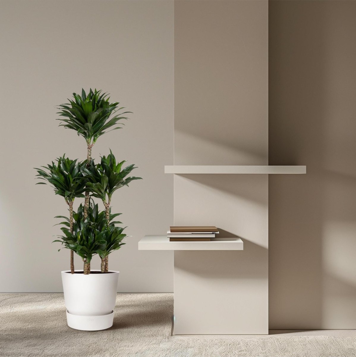 Dracaena Compacta Carrousel 3 - LushLeaf | Online planten bestellen