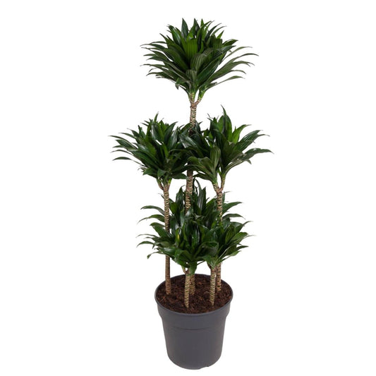 Dracaena Compacta Carrousel 1 - LushLeaf | Online planten bestellen