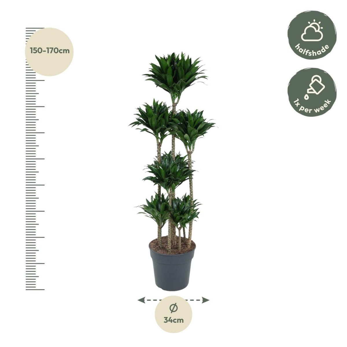 Dracaena Compacta Carrousel | XL 4 - LushLeaf | Online planten bestellen