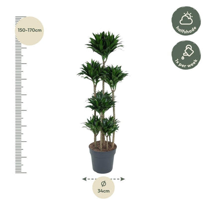 Dracaena Compacta Carrousel | XL 4 - LushLeaf | Online planten bestellen