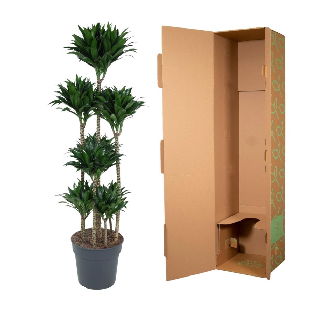 Dracaena Compacta Carrousel | XL 5 - LushLeaf | Online planten bestellen