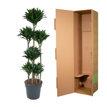 Dracaena Compacta Carrousel | XL 5 - LushLeaf | Online planten bestellen