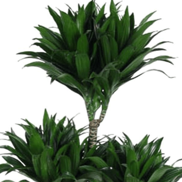 Dracaena Compacta Carrousel | XL 2 - LushLeaf | Online planten bestellen