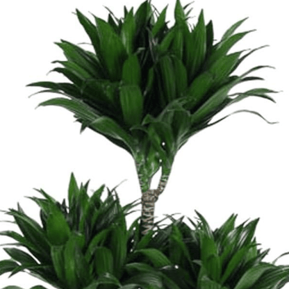 Dracaena Compacta Carrousel | XL 2 - LushLeaf | Online planten bestellen