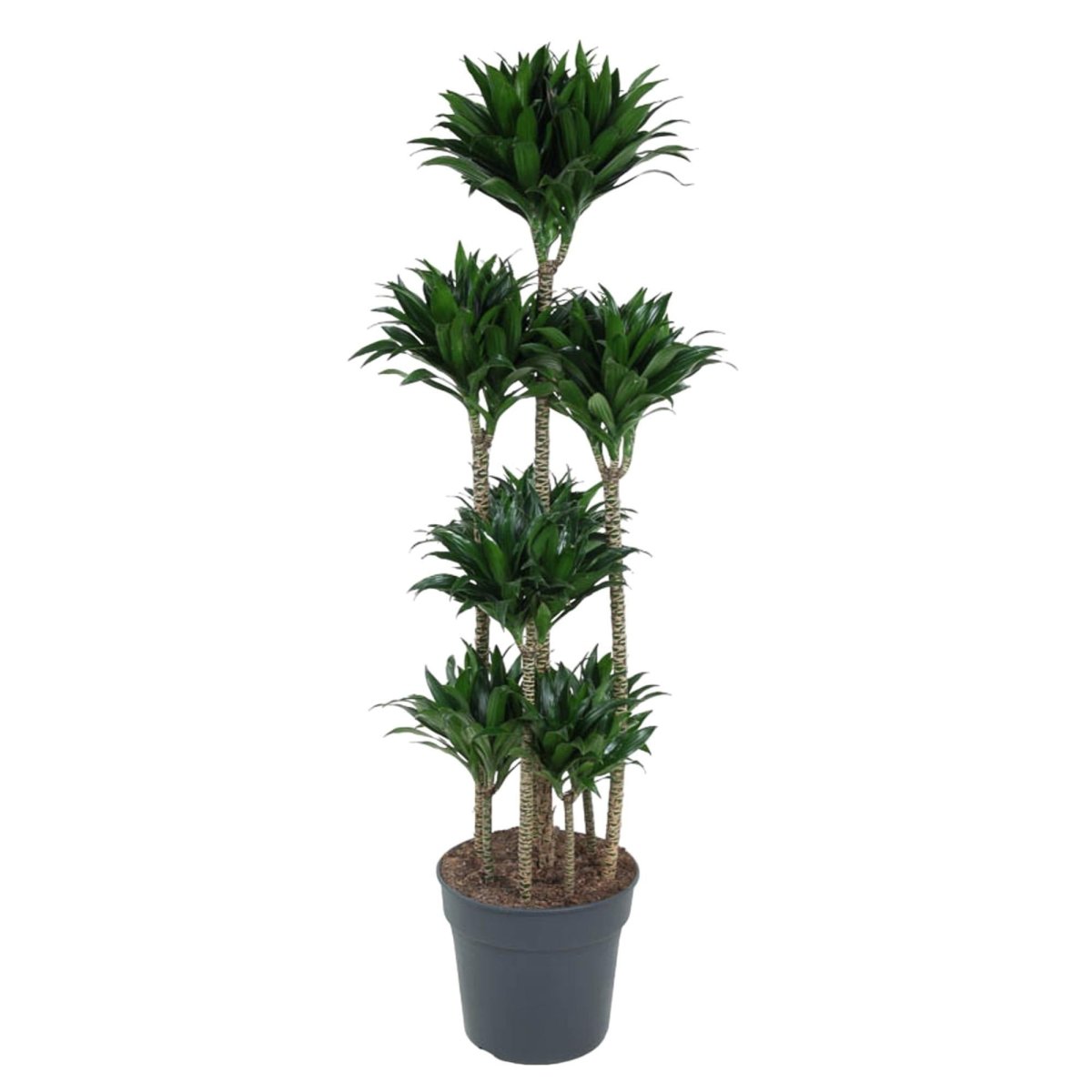 Dracaena Compacta Carrousel | XL 1 - LushLeaf | Online planten bestellen