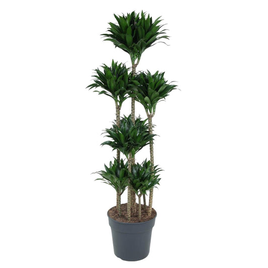 Dracaena Compacta Carrousel | XL 1 - LushLeaf | Online planten bestellen