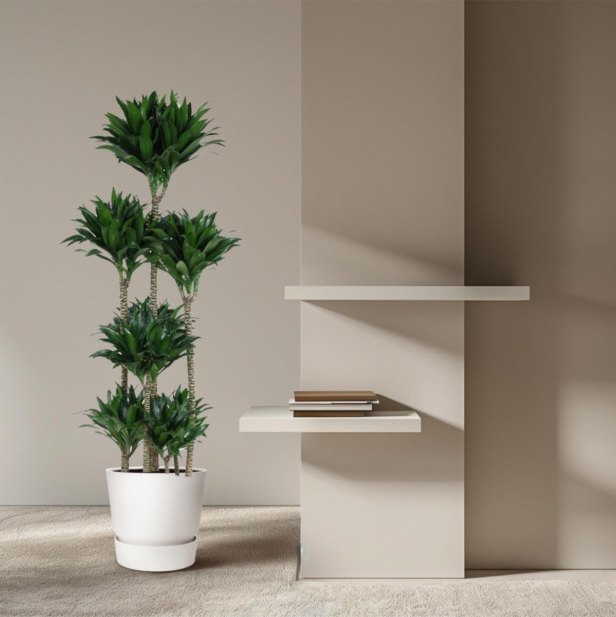 Dracaena Compacta Carrousel | XL 3 - LushLeaf | Online planten bestellen