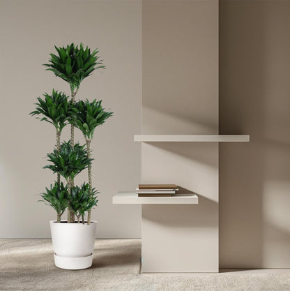 Dracaena Compacta Carrousel | XL 3 - LushLeaf | Online planten bestellen