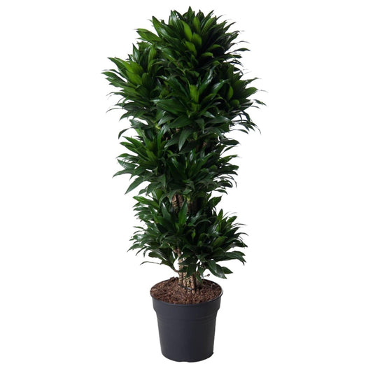 Dracaena Compacta vertakt 1 - LushLeaf | Online planten bestellen