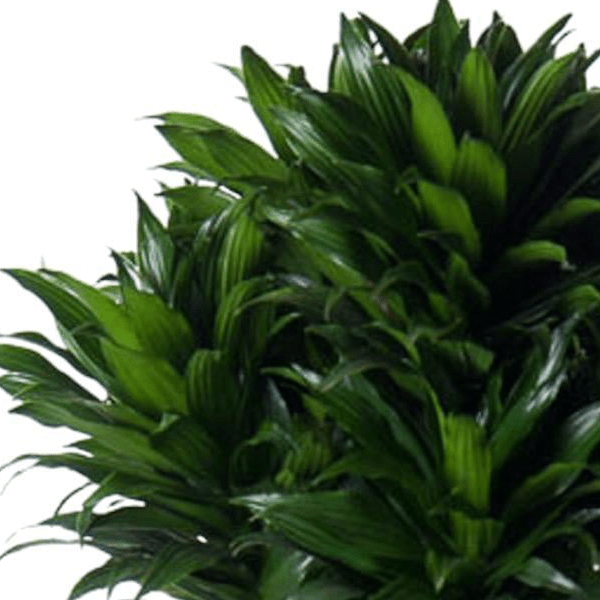 Dracaena Compacta vertakt 2 - LushLeaf | Online planten bestellen