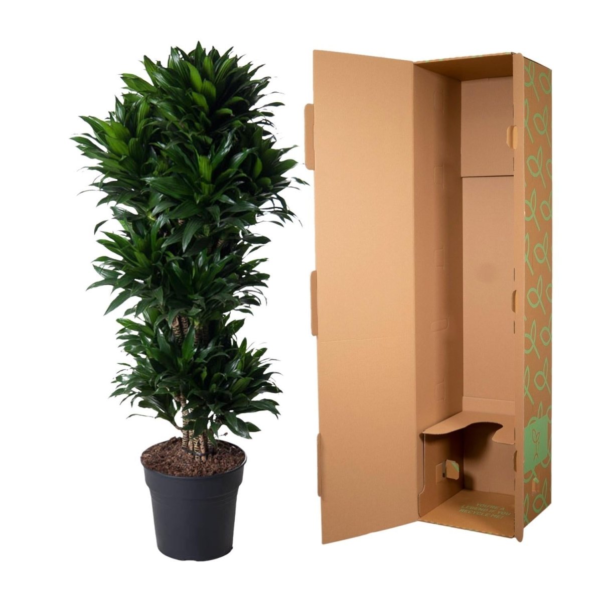 Dracaena Compacta vertakt 5 - LushLeaf | Online planten bestellen