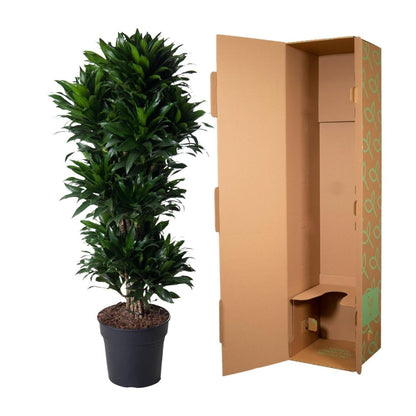 Dracaena Compacta vertakt 5 - LushLeaf | Online planten bestellen