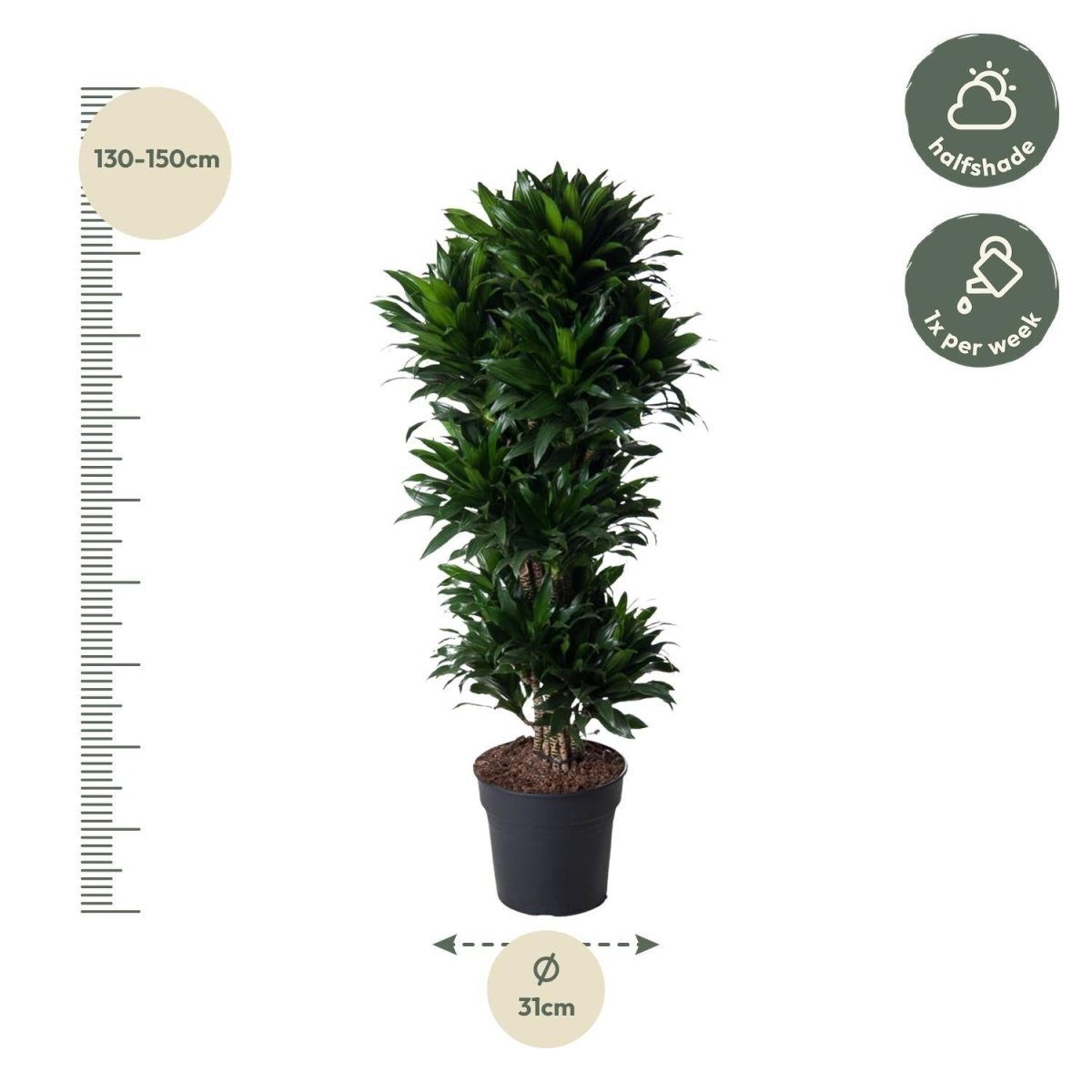 Dracaena Compacta vertakt 4 - LushLeaf | Online planten bestellen