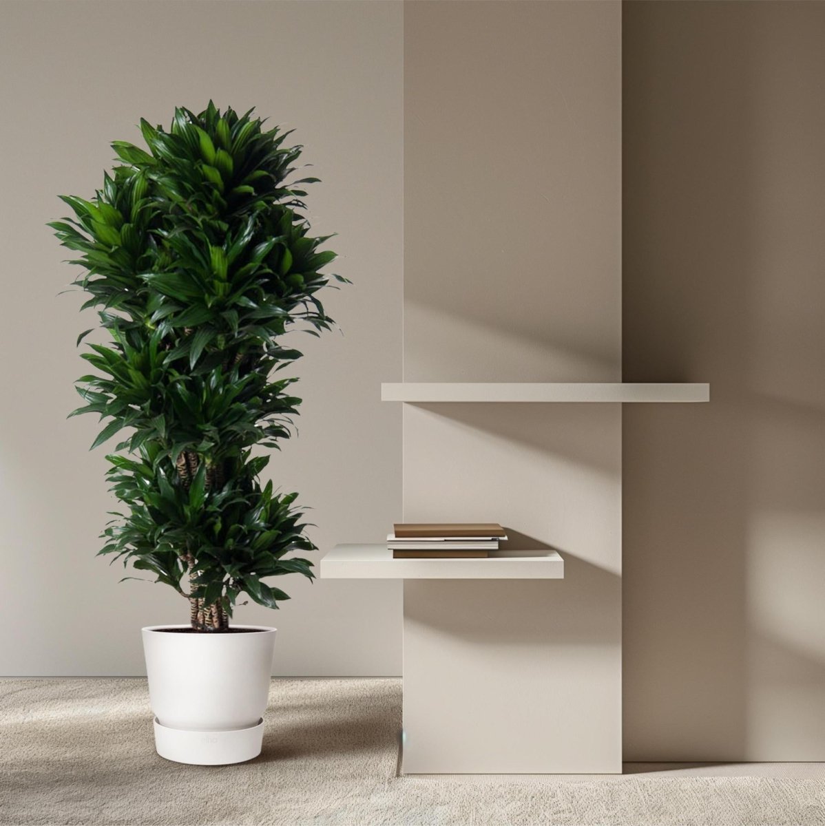 Dracaena Compacta vertakt 3 - LushLeaf | Online planten bestellen
