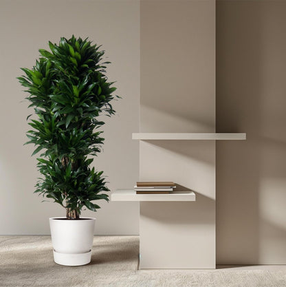 Dracaena Compacta vertakt 3 - LushLeaf | Online planten bestellen