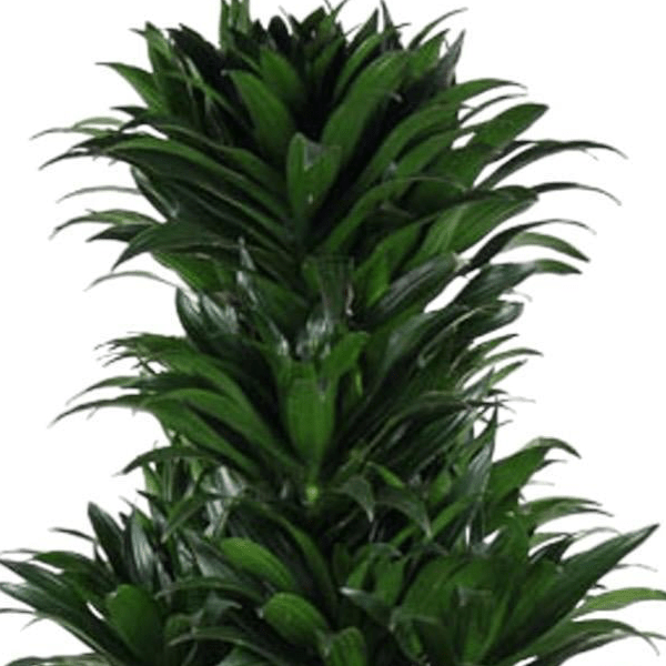 Dracaena Compacta vertakt | XL 2 - LushLeaf | Online planten bestellen