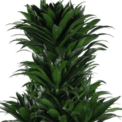 Dracaena Compacta vertakt | XL 2 - LushLeaf | Online planten bestellen