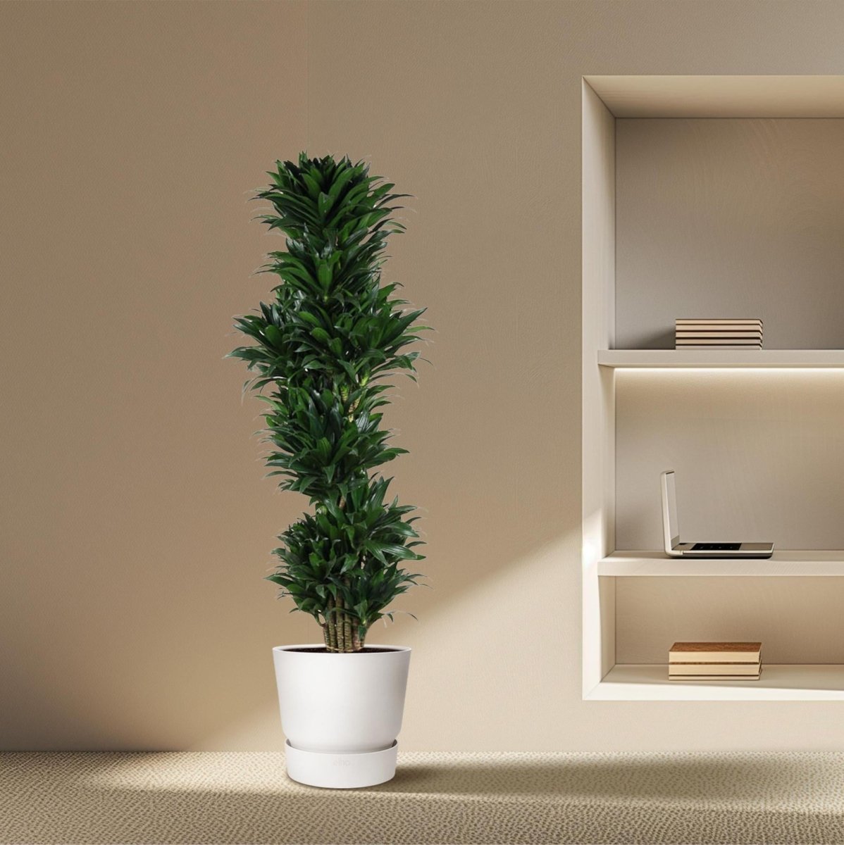 Dracaena Compacta vertakt | XL 3 - LushLeaf | Online planten bestellen