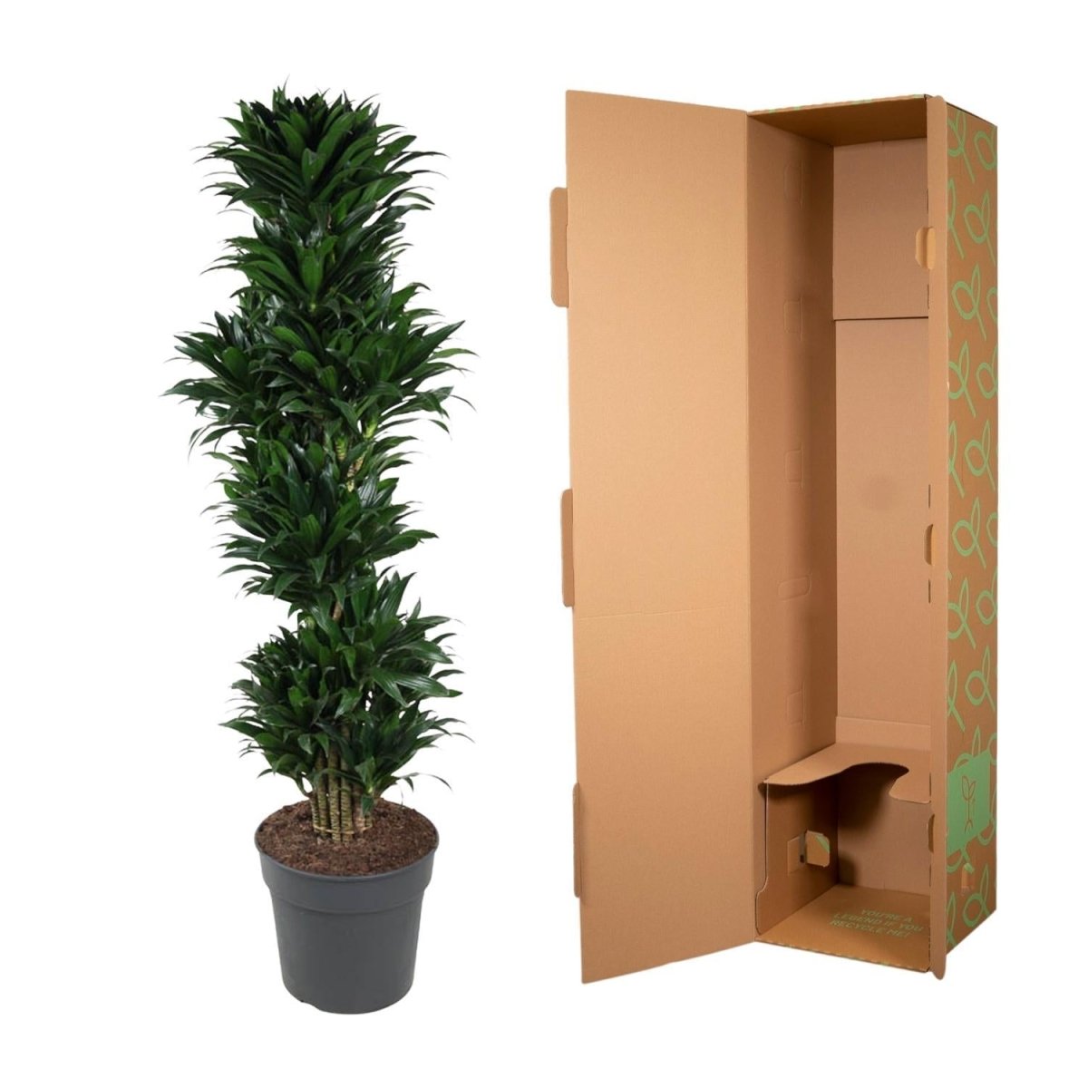 Dracaena Compacta vertakt | XL 5 - LushLeaf | Online planten bestellen