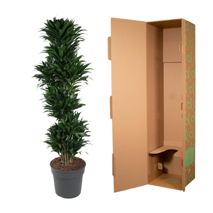 Dracaena Compacta vertakt | XL 5 - LushLeaf | Online planten bestellen
