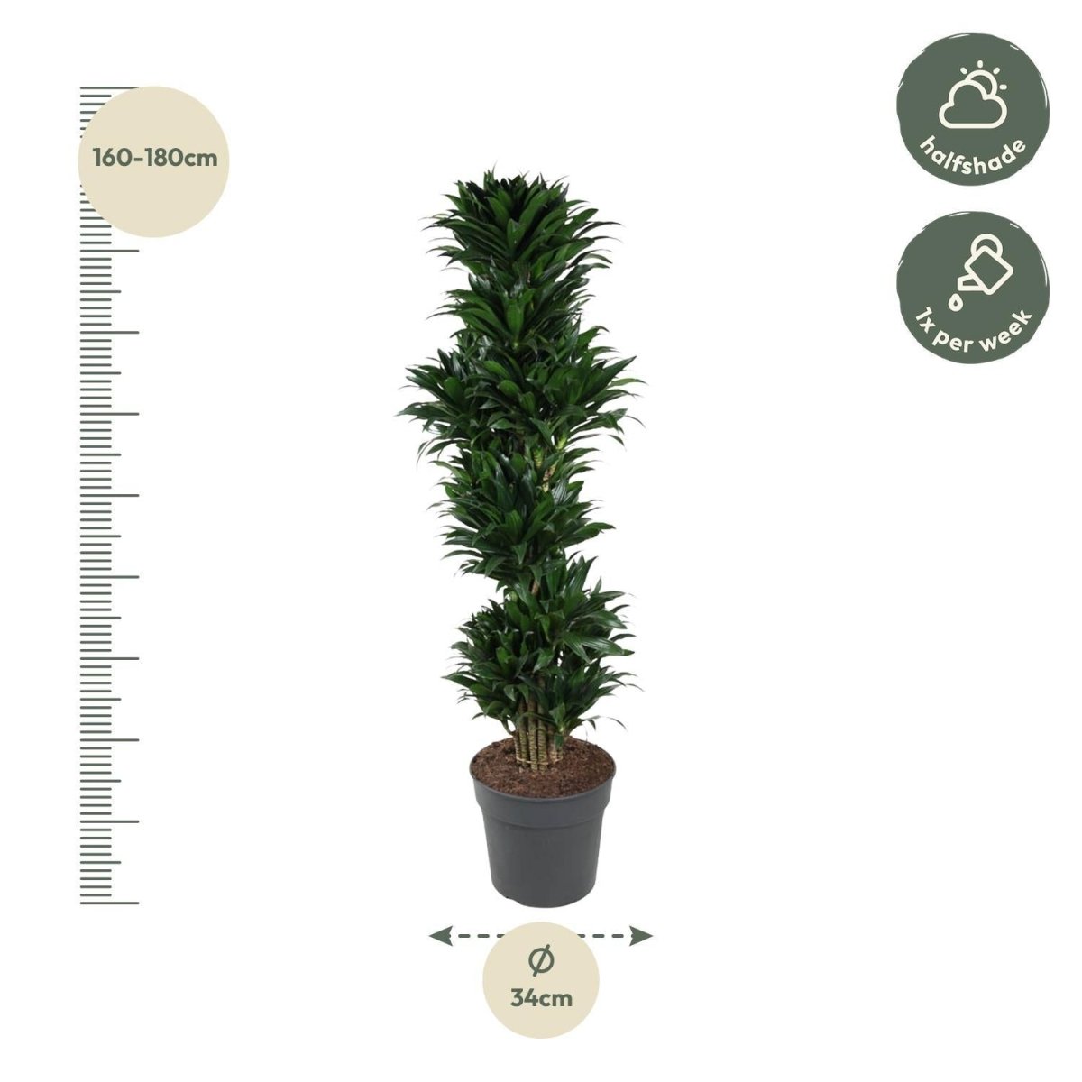 Dracaena Compacta vertakt | XL 4 - LushLeaf | Online planten bestellen