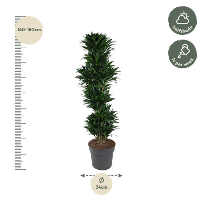 Dracaena Compacta vertakt | XL 4 - LushLeaf | Online planten bestellen