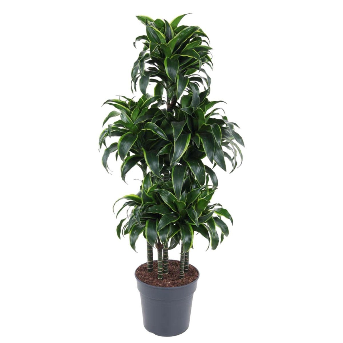 Dracaena Dorado Carrousel 1 - LushLeaf | Online planten bestellen