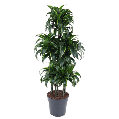 Dracaena Dorado Carrousel 1 - LushLeaf | Online planten bestellen