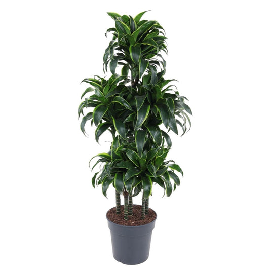 Dracaena Dorado Carrousel 1 - LushLeaf | Online planten bestellen