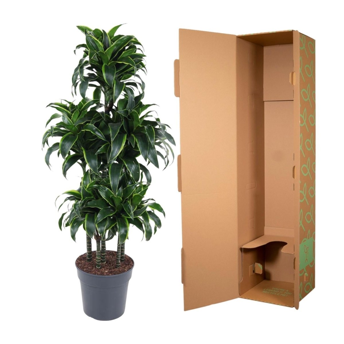 Dracaena Dorado Carrousel 5 - LushLeaf | Online planten bestellen