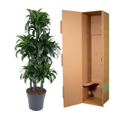 Dracaena Dorado Carrousel 5 - LushLeaf | Online planten bestellen