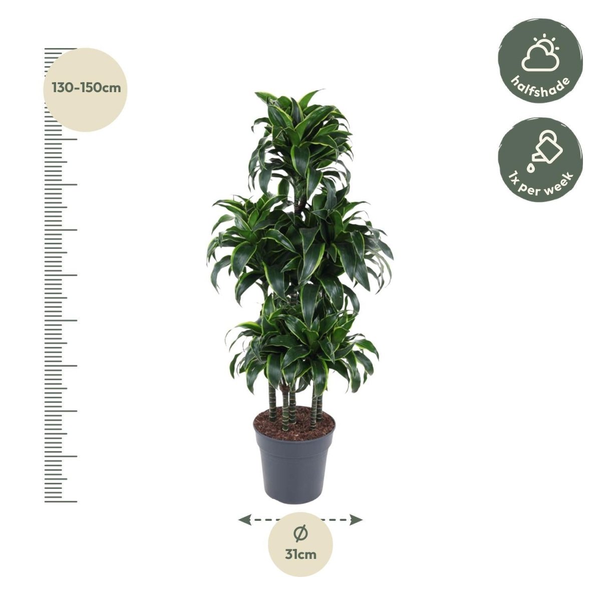 Dracaena Dorado Carrousel 4 - LushLeaf | Online planten bestellen