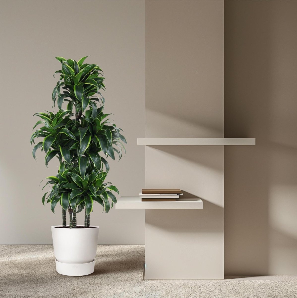 Dracaena Dorado Carrousel 3 - LushLeaf | Online planten bestellen