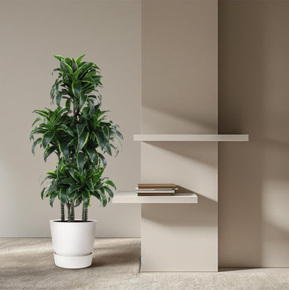 Dracaena Dorado Carrousel 3 - LushLeaf | Online planten bestellen
