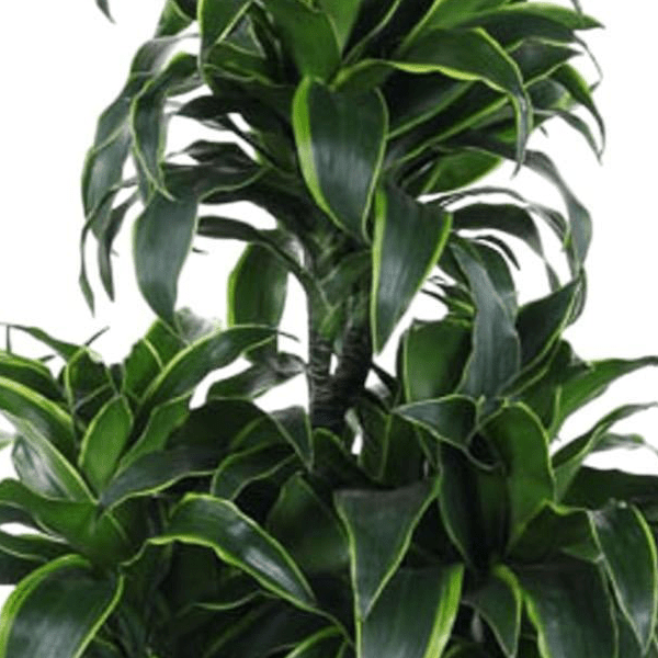 Dracaena Dorado Carrousel 2 - LushLeaf | Online planten bestellen