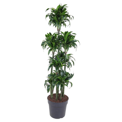 Dracaena Dorado Carrousel | XL 1 - LushLeaf | Online planten bestellen
