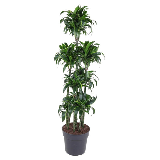 Dracaena Dorado Carrousel | XL 1 - LushLeaf | Online planten bestellen