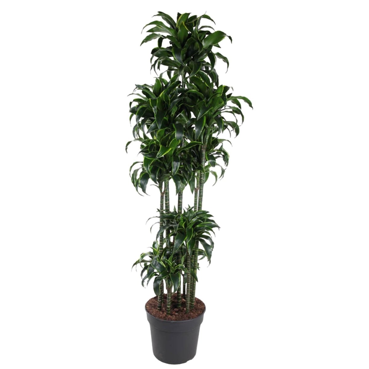 Dracaena Dorado Carrousel | XL 6 - LushLeaf | Online planten bestellen