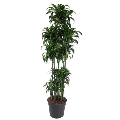 Dracaena Dorado Carrousel | XL 6 - LushLeaf | Online planten bestellen