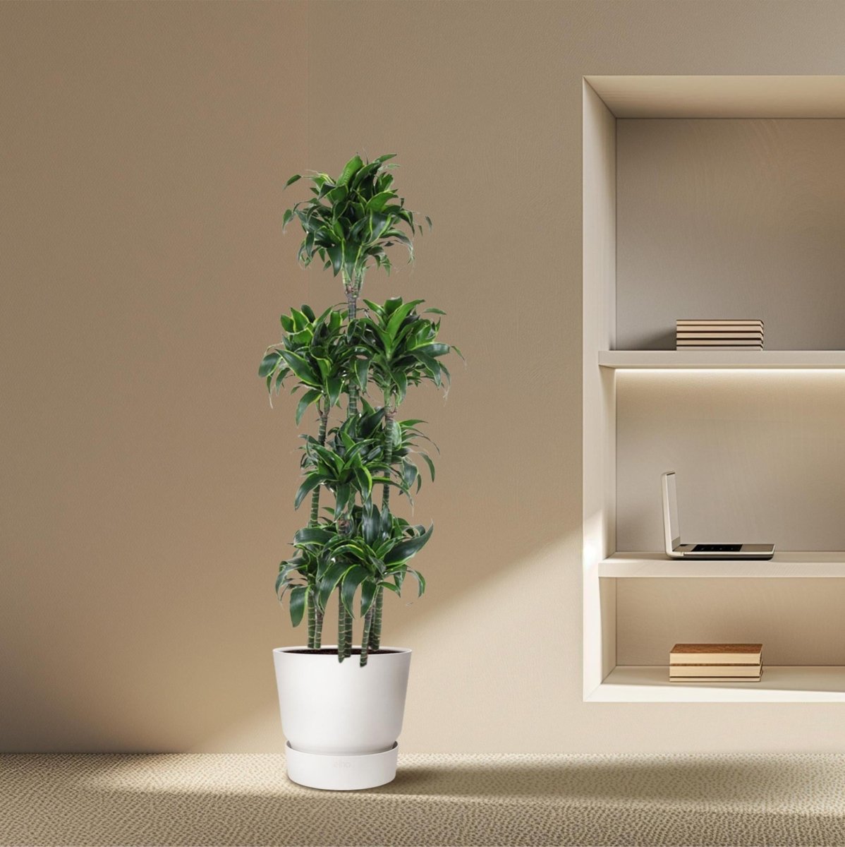 Dracaena Dorado Carrousel | XL 3 - LushLeaf | Online planten bestellen