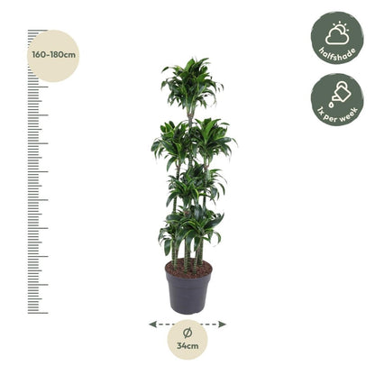 Dracaena Dorado Carrousel | XL 4 - LushLeaf | Online planten bestellen