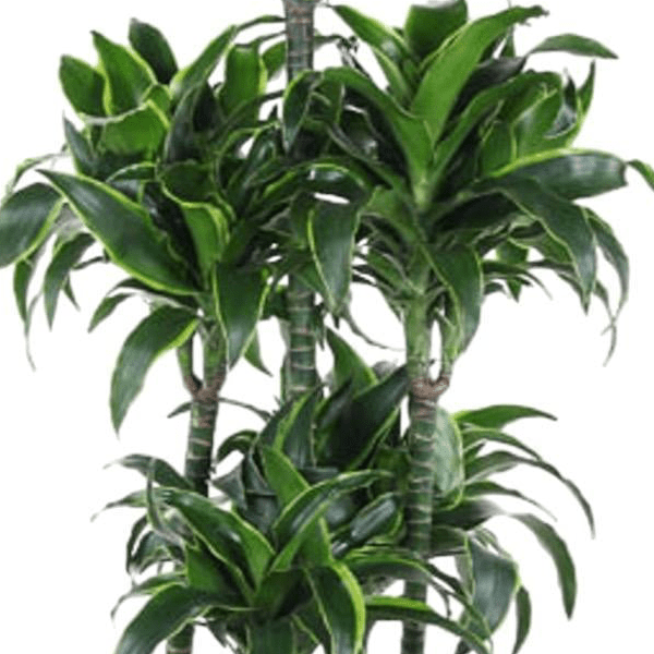 Dracaena Dorado Carrousel | XL 2 - LushLeaf | Online planten bestellen