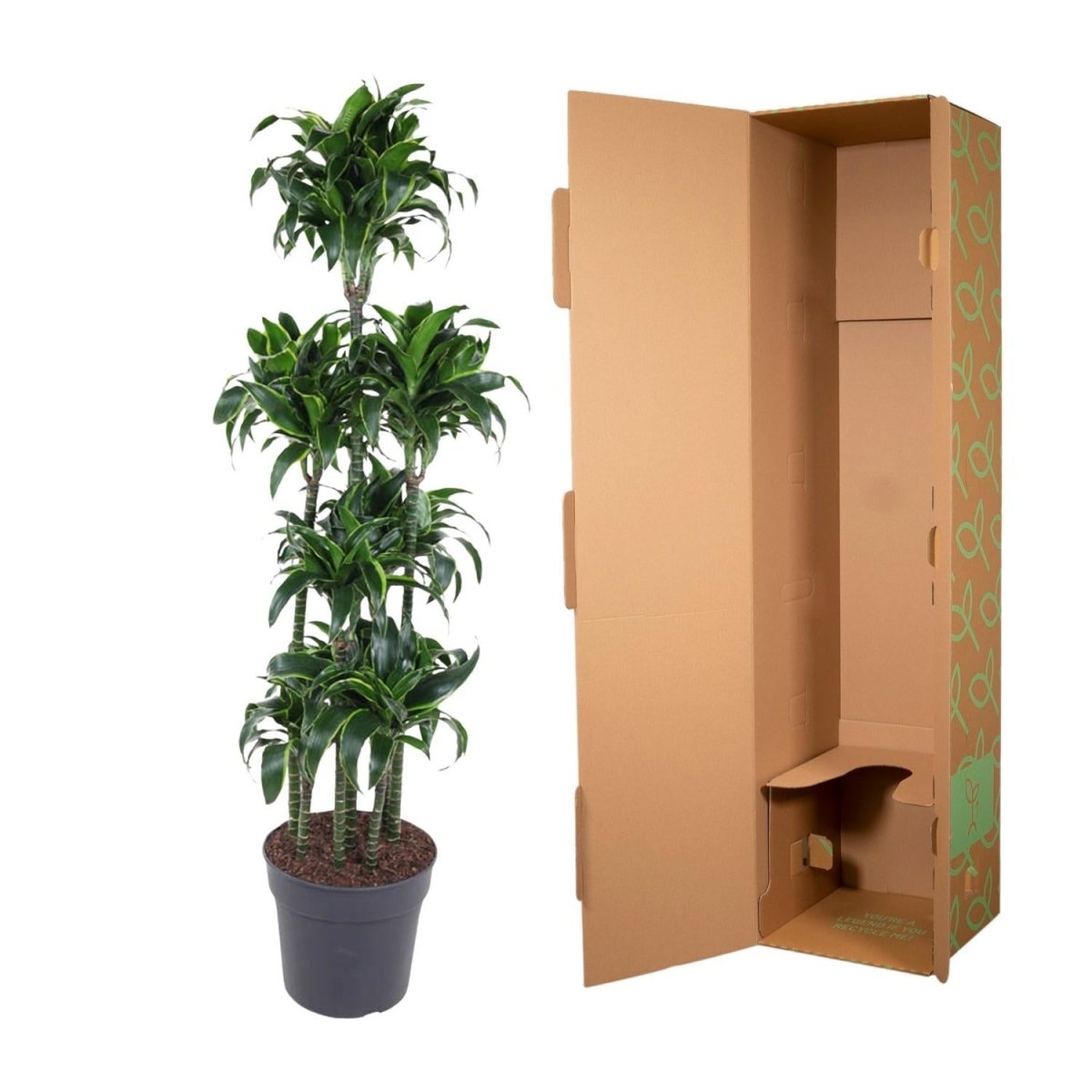 Dracaena Dorado Carrousel | XL 5 - LushLeaf | Online planten bestellen