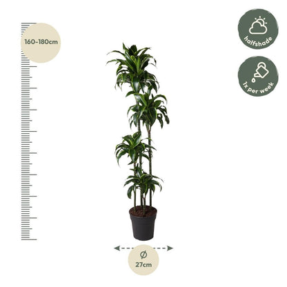 Dracaena Dorado | XL 4 - LushLeaf | Online planten bestellen
