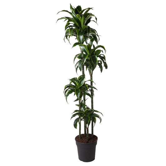 Dracaena Dorado | XL 1 - LushLeaf | Online planten bestellen