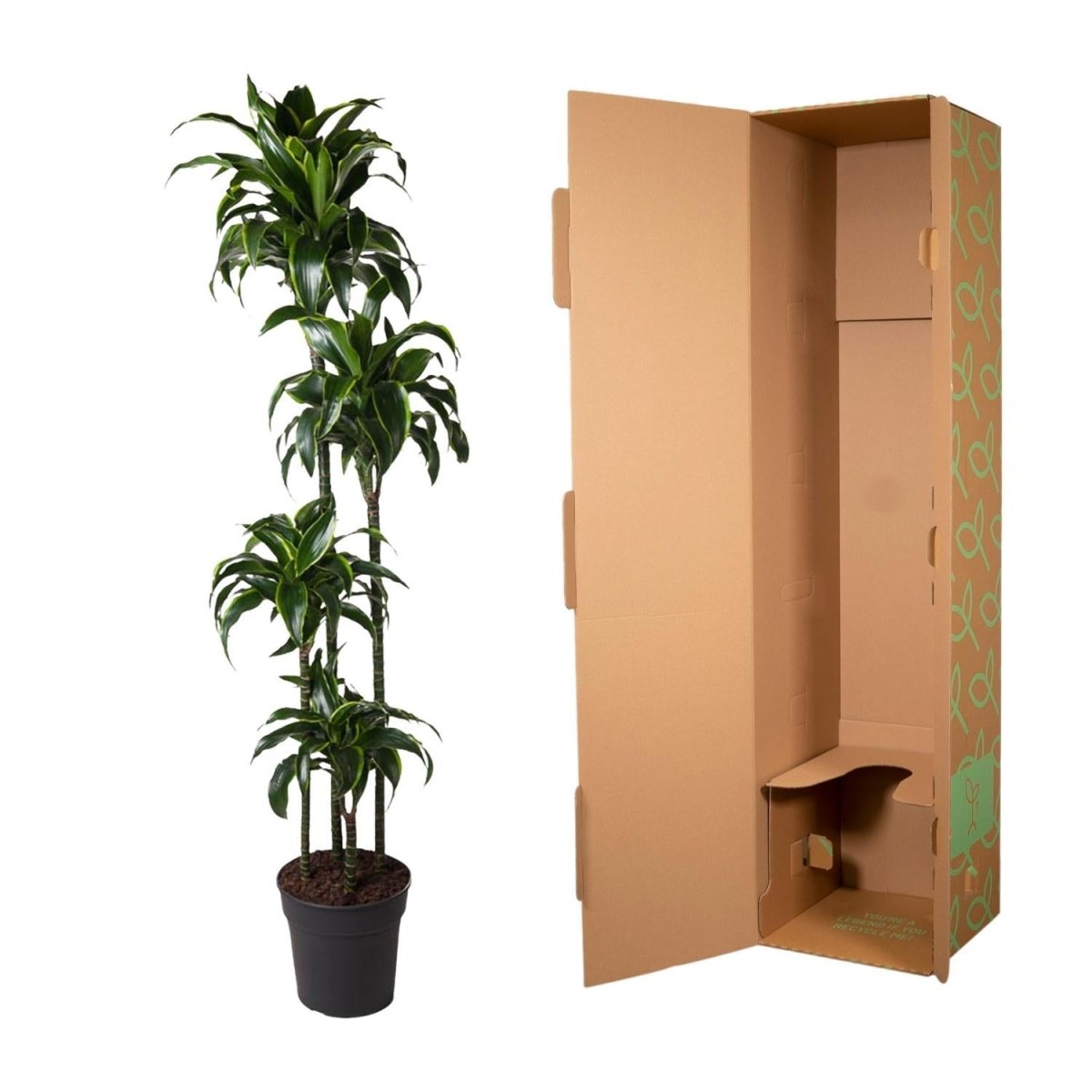 Dracaena Dorado | XL 5 - LushLeaf | Online planten bestellen