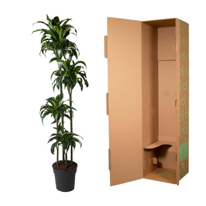 Dracaena Dorado | XL 5 - LushLeaf | Online planten bestellen
