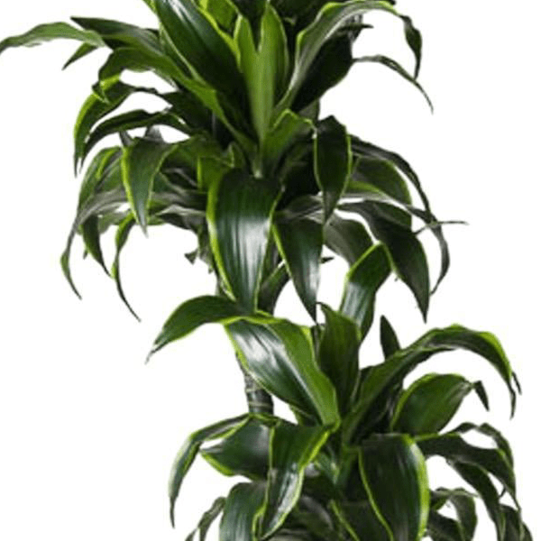 Dracaena Dorado | XL 2 - LushLeaf | Online planten bestellen